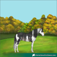 Horse Color:Black Sabino 