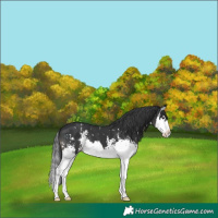 Horse Color:Black Sabino Splash Appaloosa 
