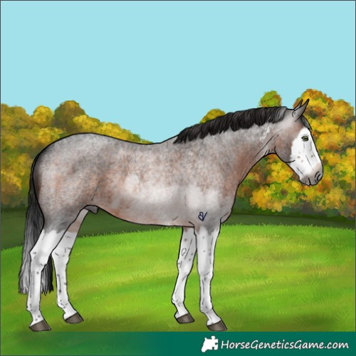 Horse Color:Gray Brown Roan Sabino Splash Rabicano 