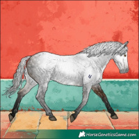 Horse Color:Gray Void Buckskin Roan Rabicano 