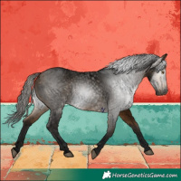 Horse Color:Gray Void Buckskin Roan Rabicano 