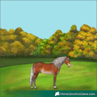 Horse Color:Silver Bay 