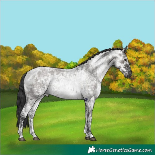 Horse Color:Grullo Ice Roan 