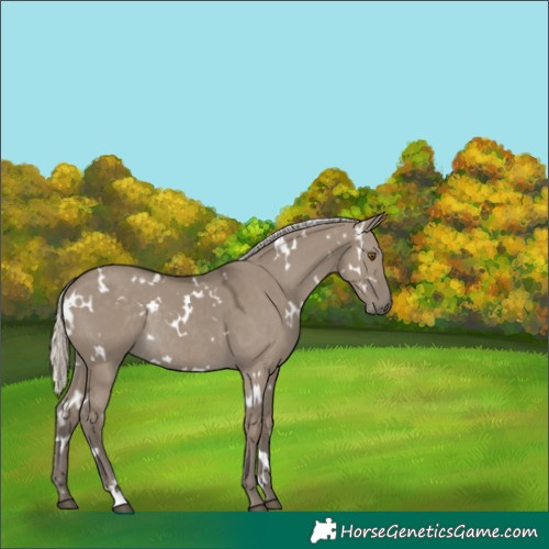 Horse Color:White Spotted Silver Smoky Grullo Rabicano 