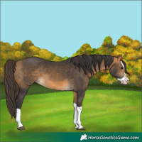 Horse Color:Buckskin Splash 