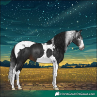 Horse Color:Gray Brown Splash Tobiano 