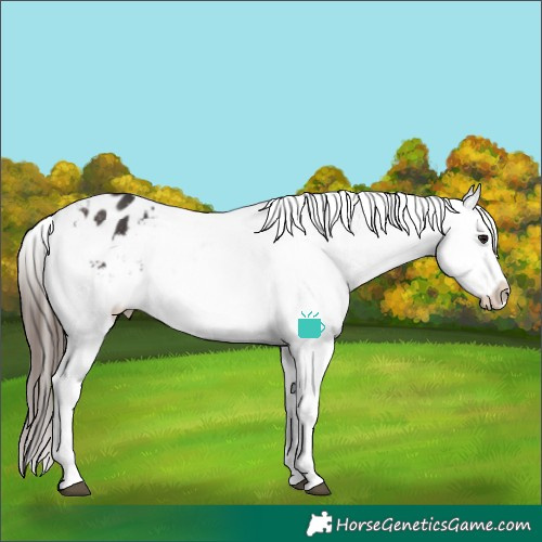 Horse Color:Brown Snowflake Varnish