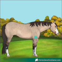 Horse Color:Bay Dun