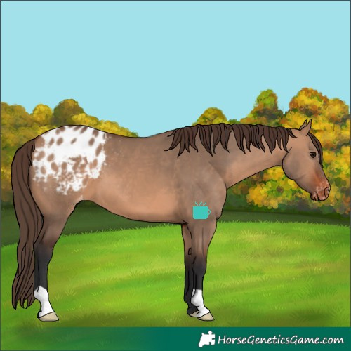 Horse Color:Bay Dun Varnish