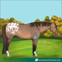 Horse Color:Bay Dun Appaloosa 