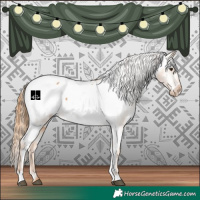 Horse Color:Chestnut Appaloosa 