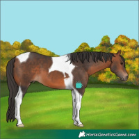 Horse Color:Bay Tobiano 