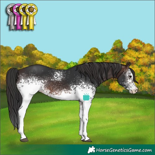 Horse Color:White Spotted Brown 