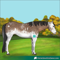 Horse Color:White Spotted Brown Dun 