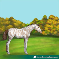 Horse Color:White Spotted Sable Champagne Dun Appaloosa Rabicano 