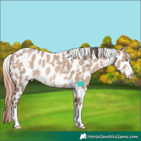 Horse Color:White Spotted Sable Champagne Dun Appaloosa Rabicano 