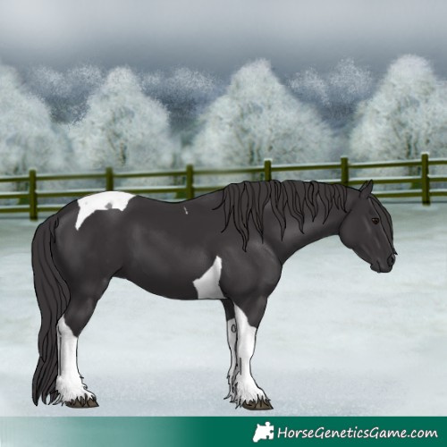 Horse Color:Smoky Black Tobiano 