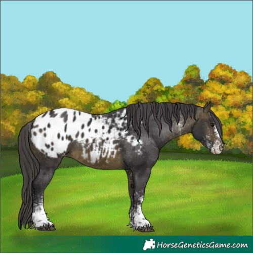 Horse Color:White Spotted Buckskin Appaloosa 