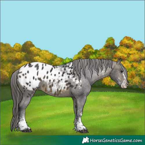 Horse Color:White Spotted Buckskin Appaloosa 