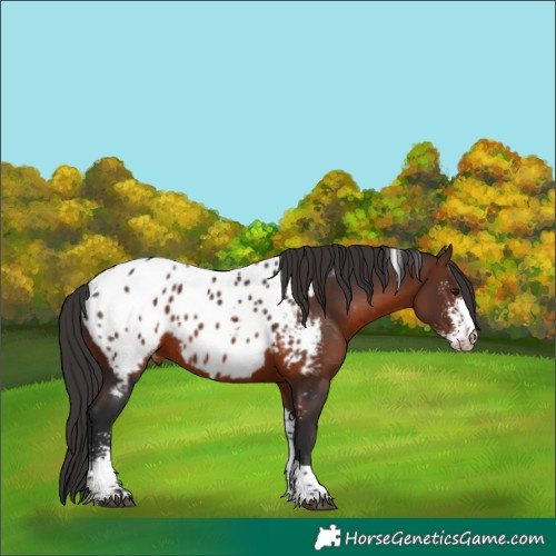 Horse Color:Brown Sabino Tobiano Appaloosa 
