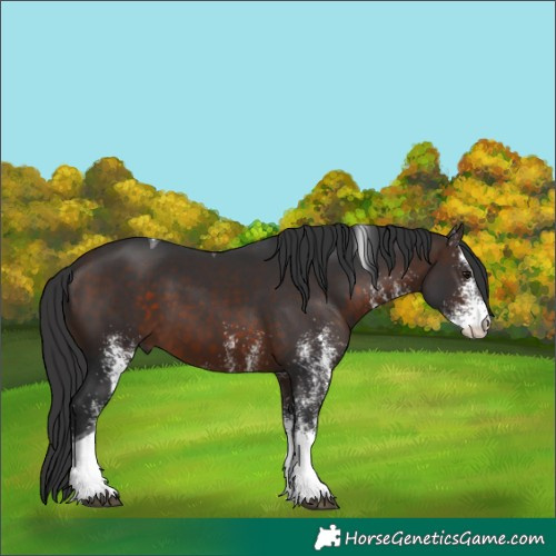 Horse Color:White Spotted Brown Tobiano 