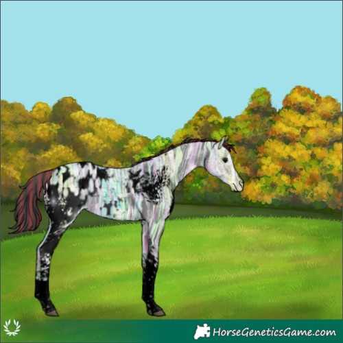 Horse Color:Void Painted White Spotted Black Ice Appaloosa