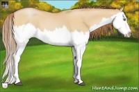 Horse Color:Bay Pearl Dun Splash