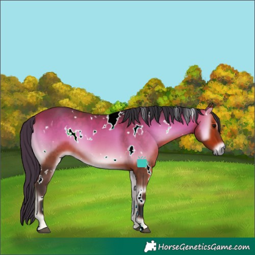 Horse Color:White Spotted Bay Onyx