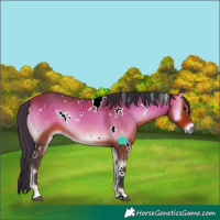 Horse Color:White Spotted Bay Onyx