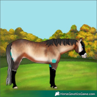 Horse Color:Brown Onyx Splash 