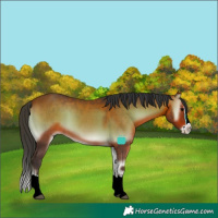 Horse Color:Bay Onyx Splash
