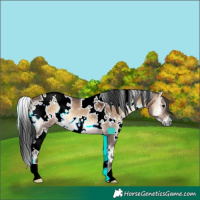 Horse Color:White Spotted Brown Onyx 