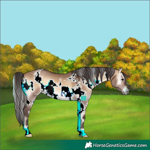 Horse Color:White Spotted Brown Onyx