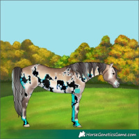 Horse Color:White Spotted Brown Onyx 