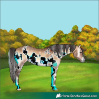 Horse Color:White Spotted Brown Onyx 