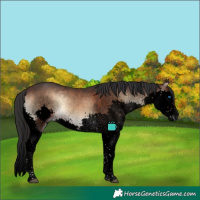 Horse Color:Void Brown Onyx Sabino Splash