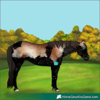 Horse Color:Void Bay Onyx Splash Tobiano
