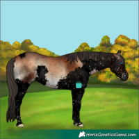Horse Color:Void Bay Onyx Splash Tobiano 
