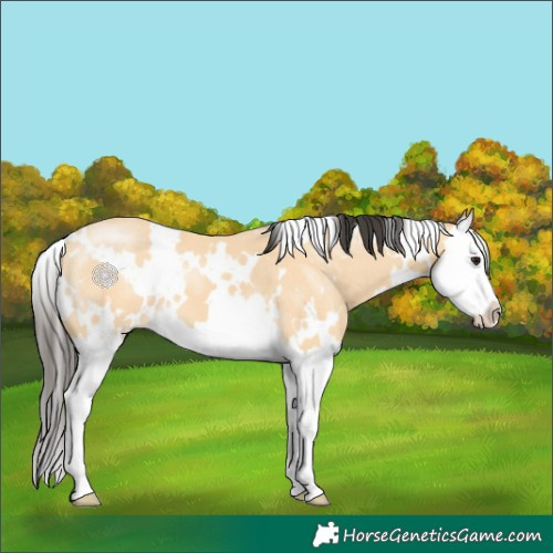 Horse Color:White Spotted Buckskin Splash 