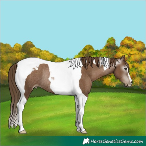 Horse Color:Gray Black Pearl Tobiano Rabicano 