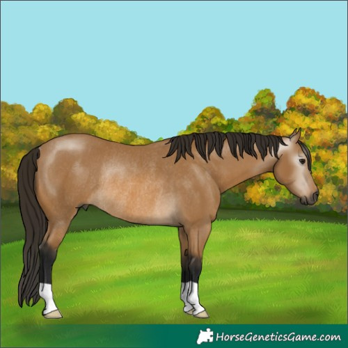 Horse Color:Gray Buckskin Rabicano 
