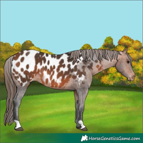 Horse Color:Bay Appaloosa 