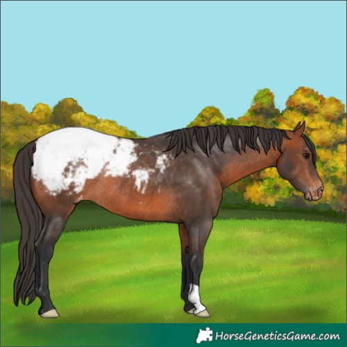 Horse Color:Bay Appaloosa Rabicano 
