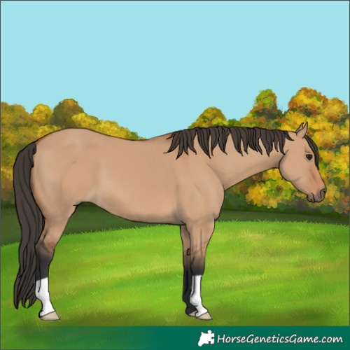 Horse Color:Bay Dun 