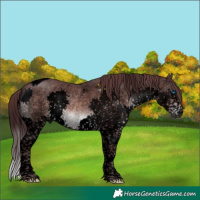 Horse Color:Void Platinum Chocolate Brown Sabino Splash Tobiano