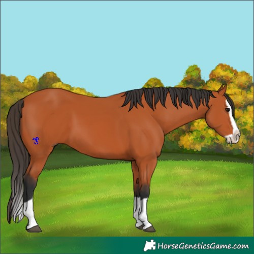 Horse Color:Bay Splash 