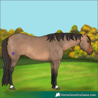 Horse Color:Bay Dun 