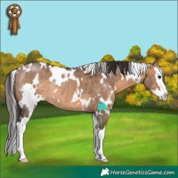 Horse Color:White Spotted Brown Dun Splash Rabicano