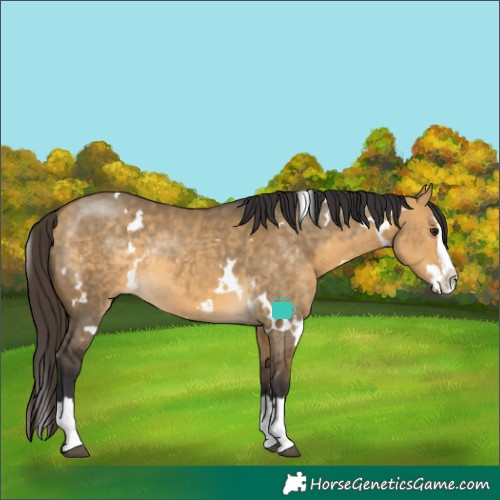 Horse Color:White Spotted Buckskin Dun Splash Rabicano