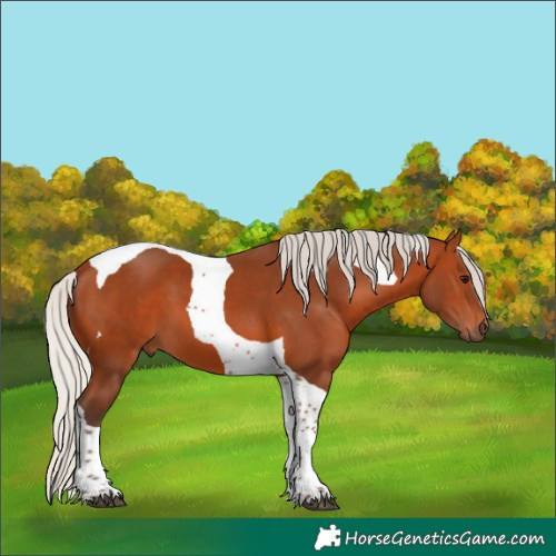 Horse Color:Silver Bay Tobiano 